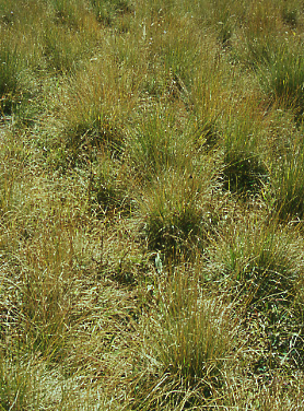 Thurber fescue (bunchgrass) at Burro Pass, Manti-La Sal National Forest, Utah. Photo by Mike Hudak.