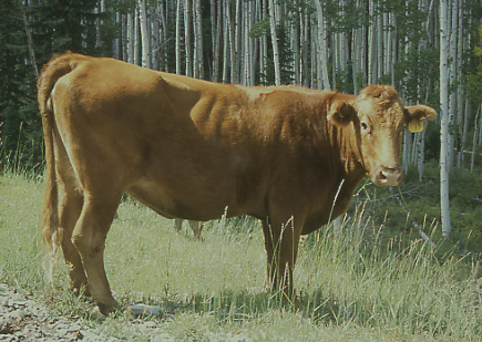 Cow portrait, Brumley Ridge Allotment, Manti-La Sal National Forest, Utah. Photo by Mike Hudak.