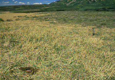 Rocky Mountain iris and cattle exclosure on Boren Mesa, Brumley Ridge Allotment, Manti-La Sal National Forest, Utah. Photo by Mike Hudak.