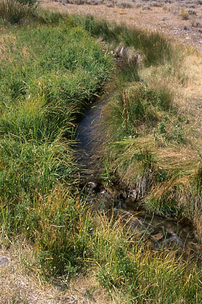 Close-up: meander in Burnt Creek Exclosure, Challis Field Office, BLM, Idaho. Photo by Mike Hudak.