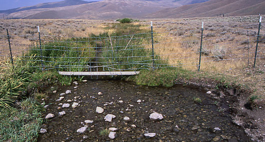Fenceline contrast: eastern section of Burnt Creek Exclosure, Challis Field Office, BLM, Idaho. Photo by Mike Hudak.