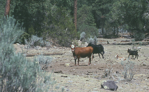 Kit Laney's cattle at Cobb Well, Diamond Bar Allotment, Aldo Leopold Wilderness, Gila National Forest, New Mexico. Photo by Mike Hudak.