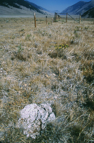 Cow dung in Doublesprings Exclosure, Pahsimeroi Cattle and Horse Allotment, Salmon-Challis National Forest, Idaho. Photo by Mike Hudak.