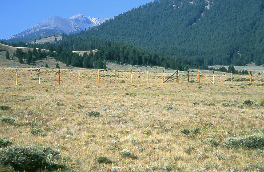 Total exclosure section of Doublesprings Exclosure, Pahsimeroi Cattle and Horse Allotment, Salmon-Challis National Forest, Idaho. Photo by Mike Hudak.