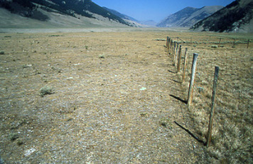 Fenceline contrast: Doublesprings Exclosure, Pahsimeroi Cattle and Horse Allotment, Salmon-Challis National Forest, Idaho. Photo by Mike Hudak.