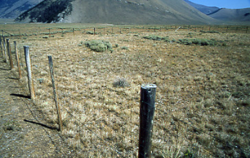 Fenceline contrast: Doublesprings Exclosure, Pahsimeroi Cattle and Horse Allotment, Salmon-Challis National Forest, Idaho. Photo by Mike Hudak.