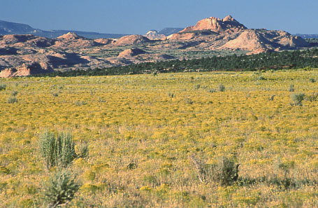 Upper Cattle Allotment, Grand Staircase-Escalante National Monument, Utah. Photo by Mike Hudak.