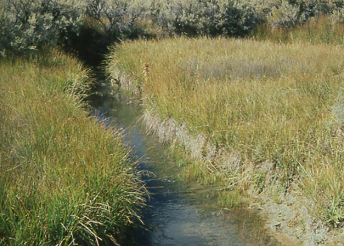 Carter Creek, Cumberland/Uinta Allotment, Wyoming. Photo by Mike Hudak.