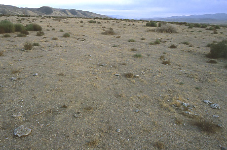 Carrizo Plain, California. Photo by Mike Hudak.