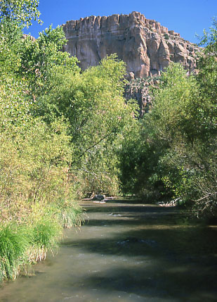 Willows in Aravaipa Canyon, Arizona. Photo by Mike Hudak.