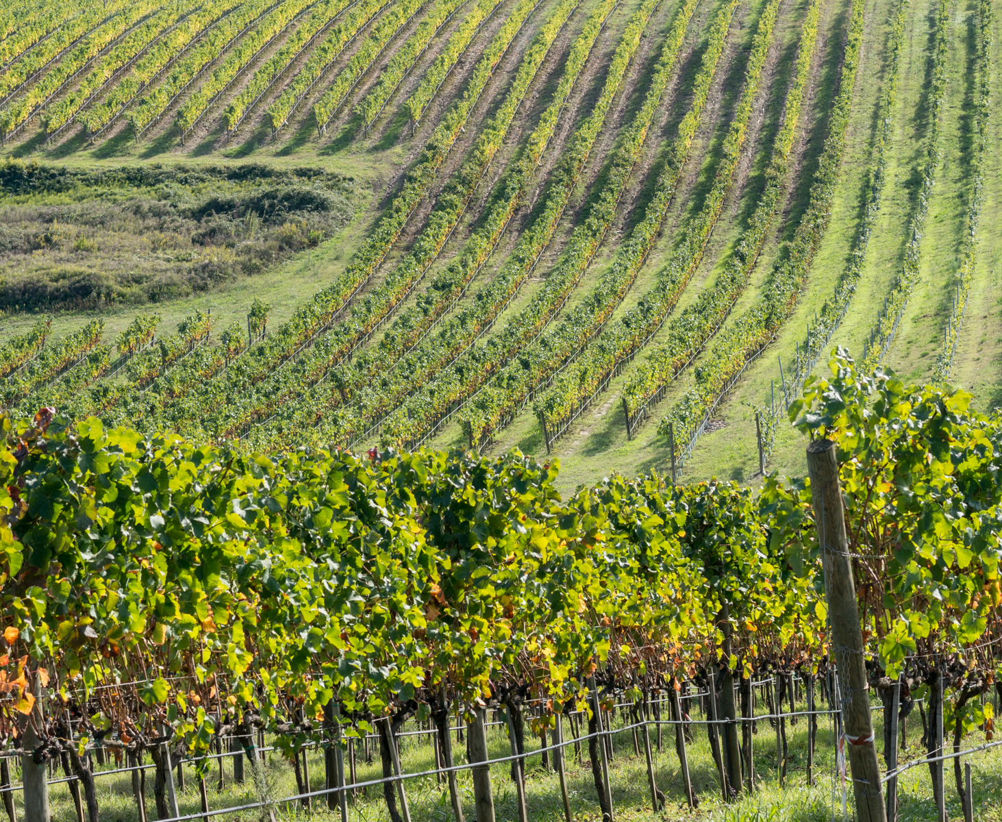 Vineyard in Tuscana along the Via Francigena as it approaches Gambassi Terme, Italia | Photo by Mike Hudak